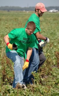 Hobey Baker winner Ryan Duncan, left, and teammate Matt Watkins pick up debris in a potato field near Northwood.
