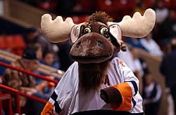 Trax the Pioneer Moose